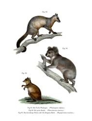 Fuchskusus, 1860